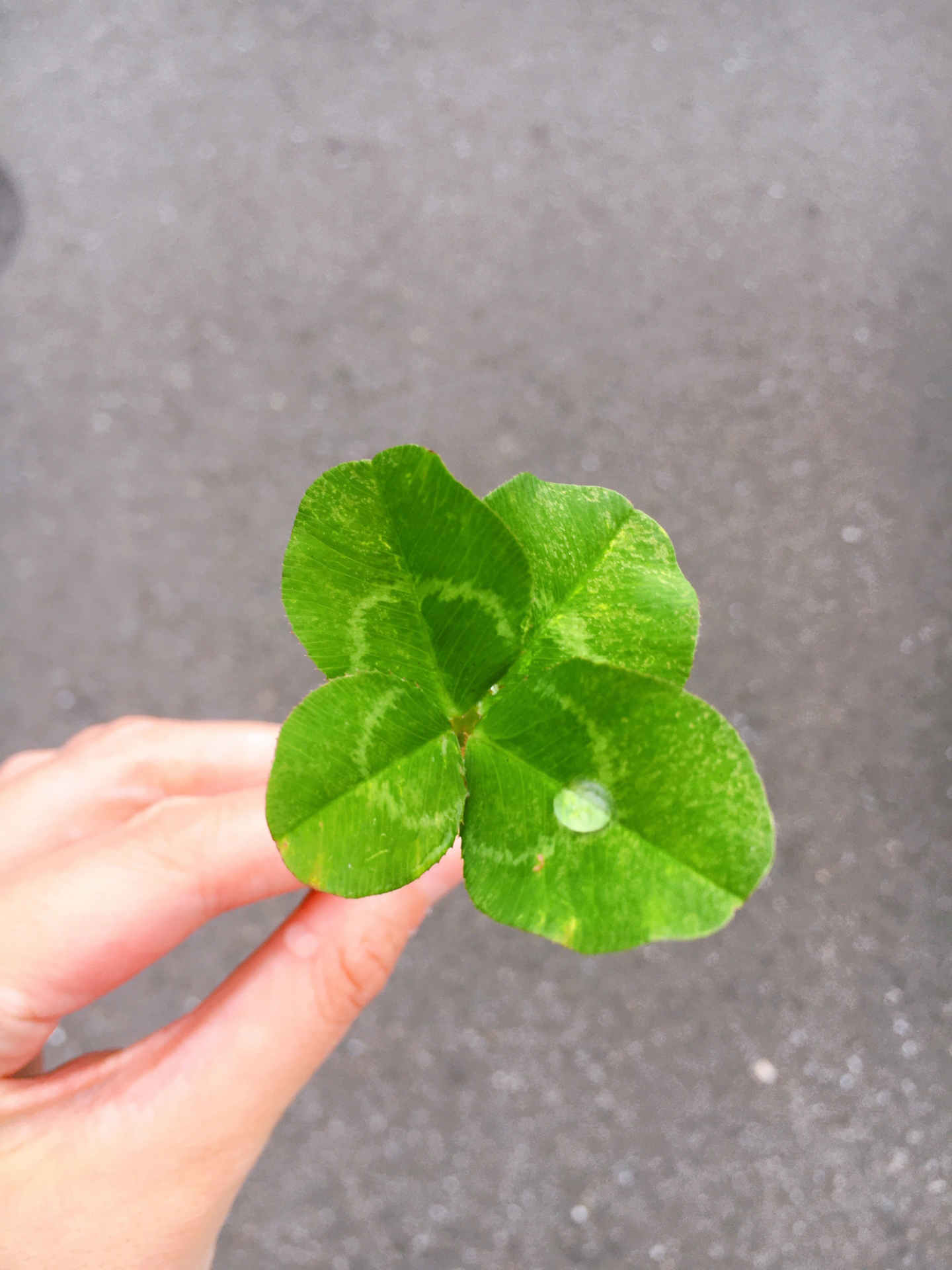 計画相談支援ドリームケア