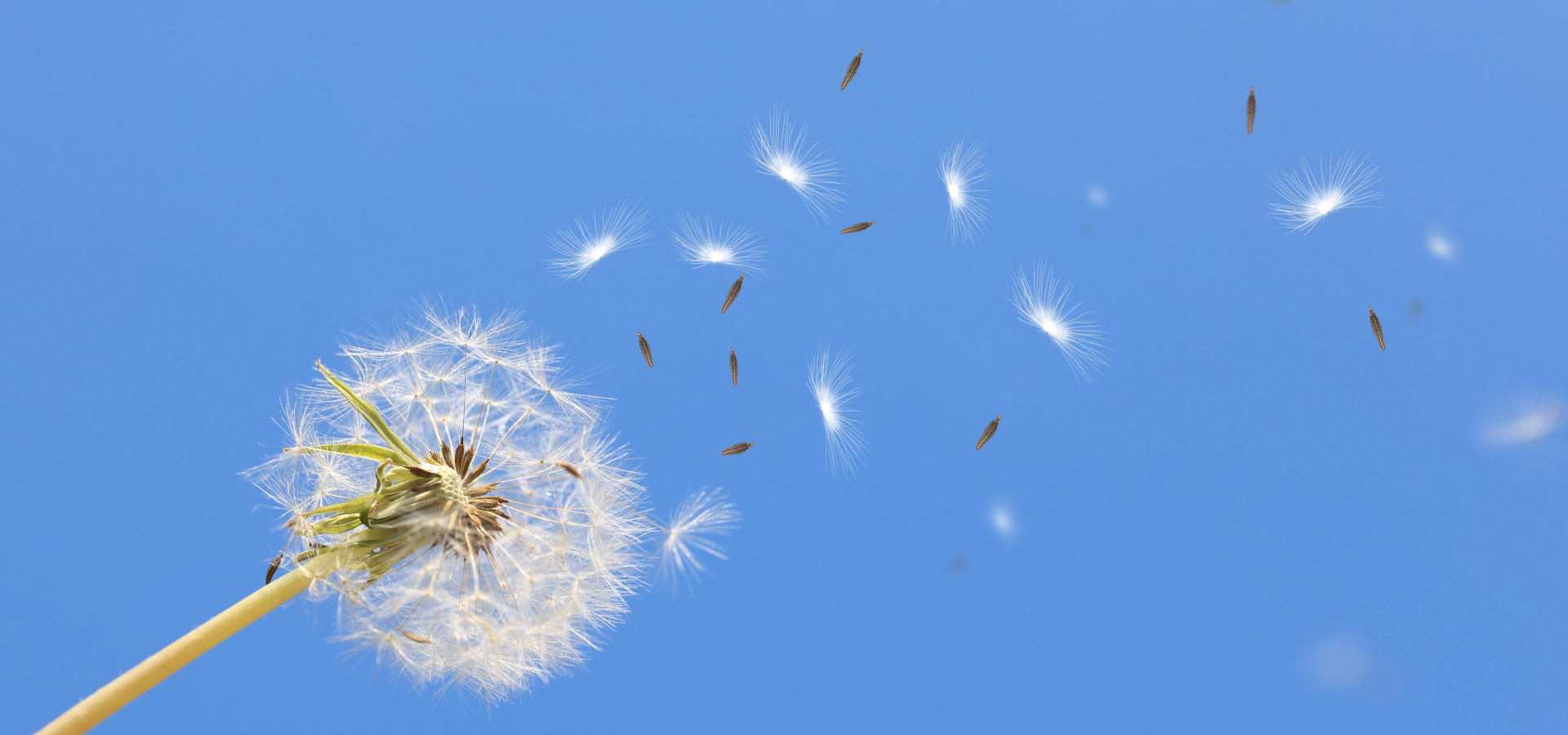 計画相談支援 ドリームケア